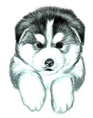 Malamute Puppy